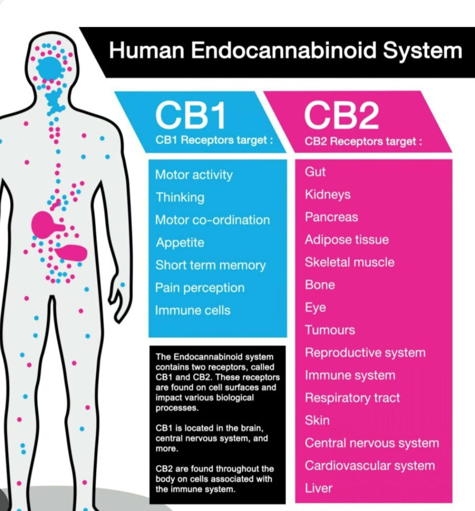 How CBD Interacts with YOU!